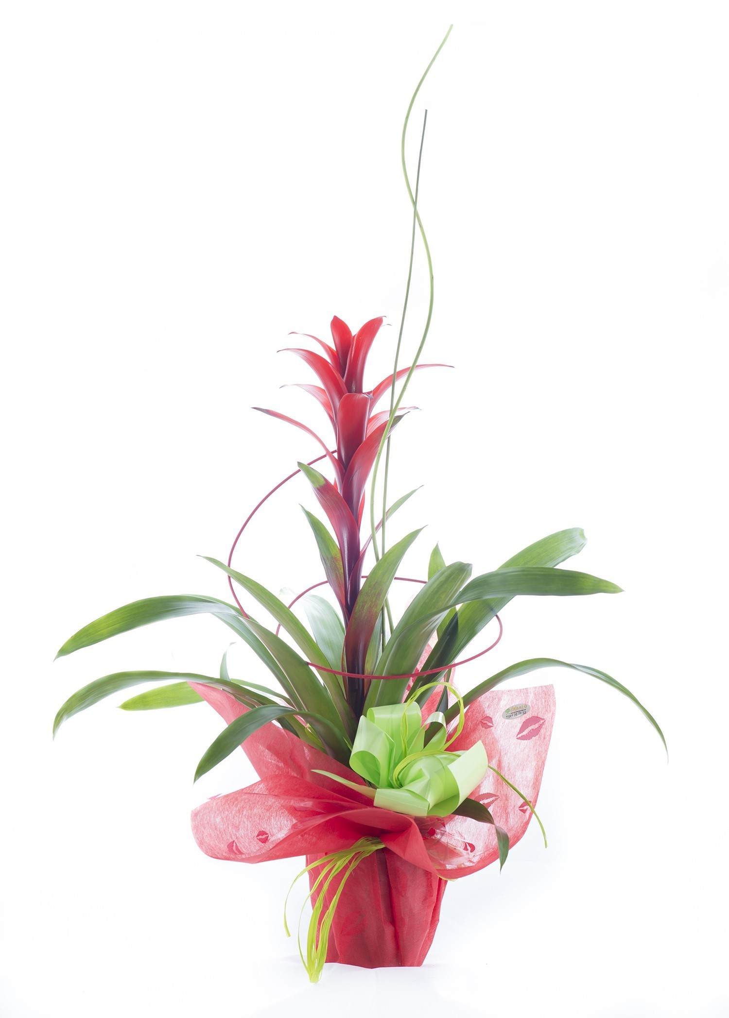 Guzmania