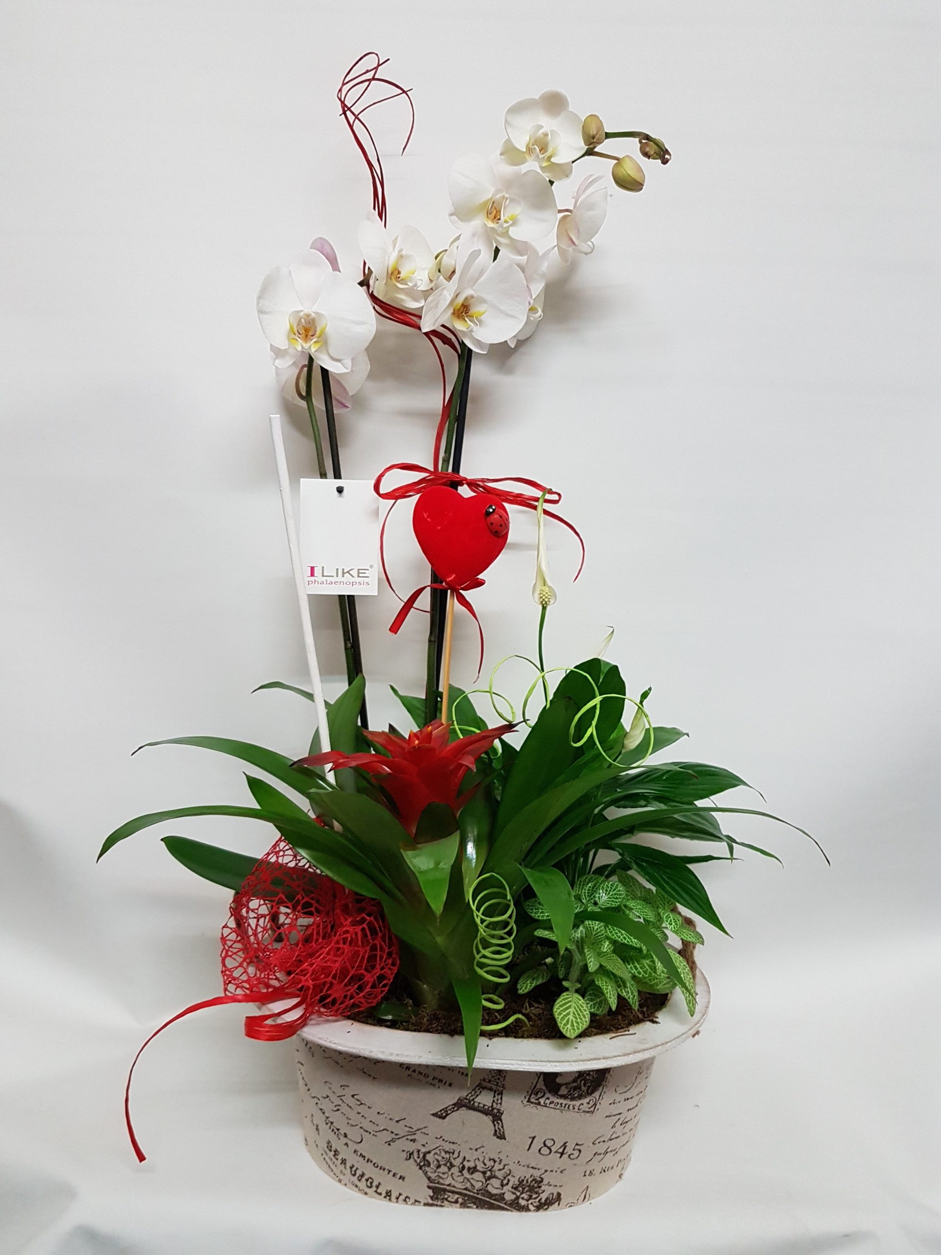 Composición Orquídea Nº 3