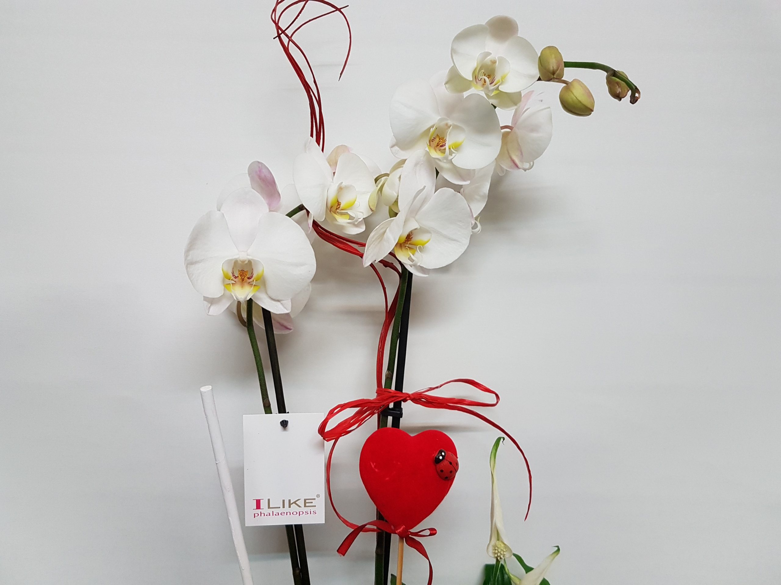 Composición Orquídea Nº 3 - Imagen 2