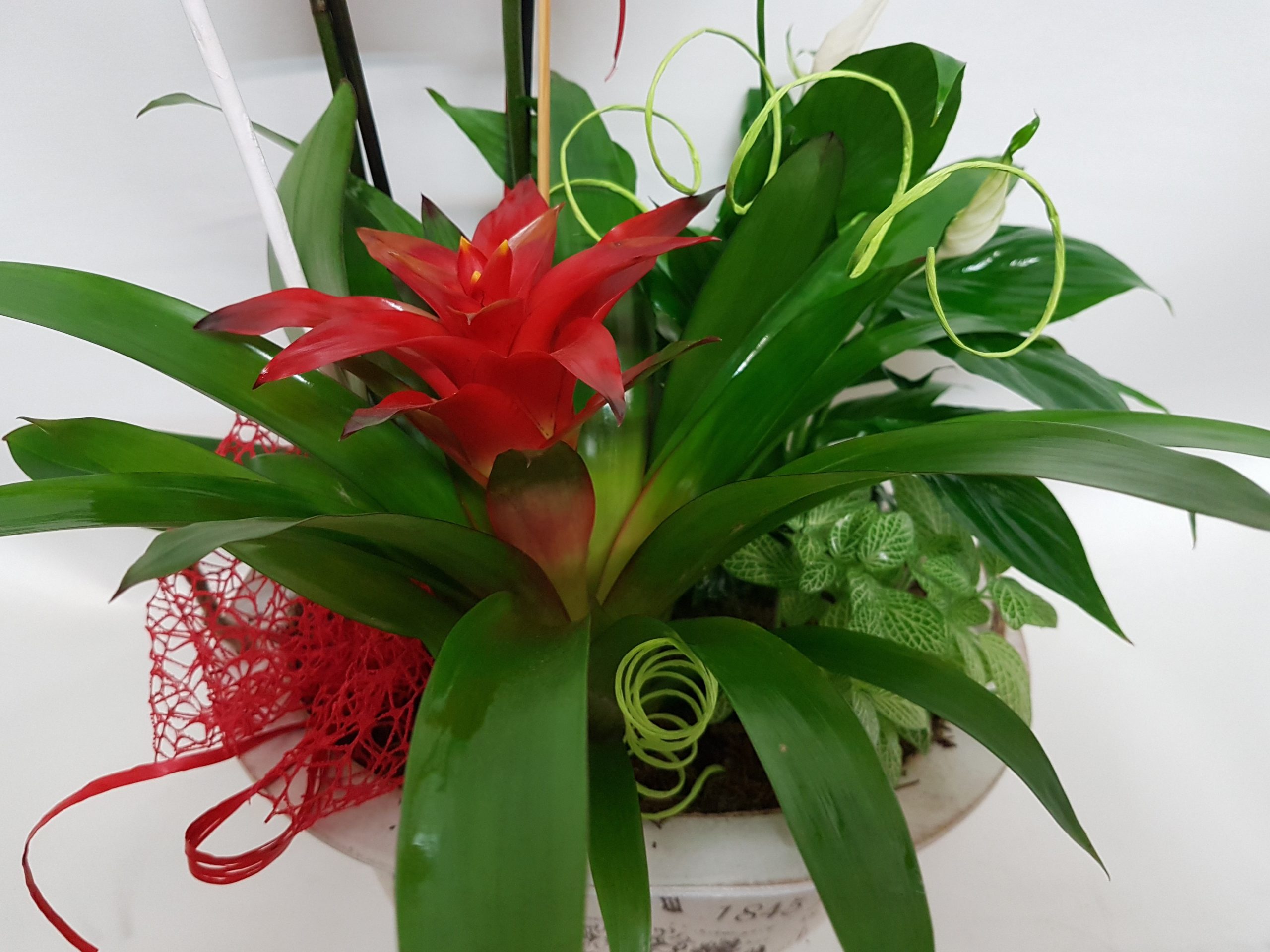 Composición Orquídea Nº 3 - Imagen 3